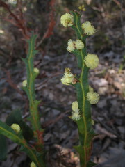Acacia alata