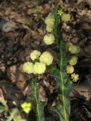 Acacia alata