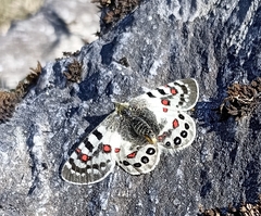 Parnassius hardwickii
