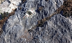 Parnassius hardwickii