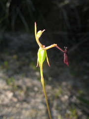 Drakaea thynniphila
