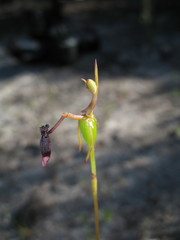 Drakaea thynniphila