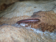 Pseudopolydesmus erasus