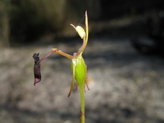 Drakaea thynniphila