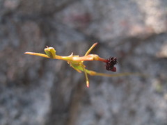Drakaea thynniphila