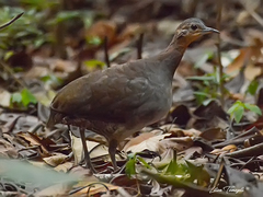 Crypturellus undulatus