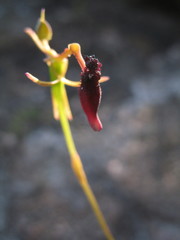 Drakaea thynniphila