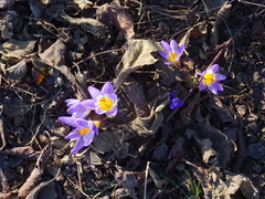 Crocus sublimis
