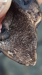 Boletopsis nothofagi