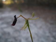 Drakaea thynniphila