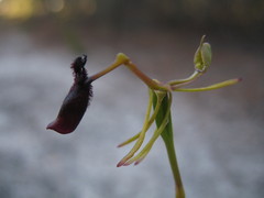 Drakaea thynniphila