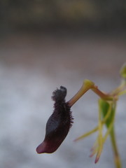 Drakaea thynniphila