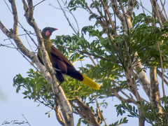 Psarocolius bifasciatus