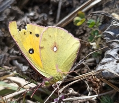 Colias fieldii fieldii
