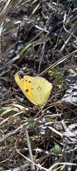 Colias fieldii fieldii