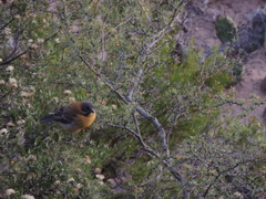 Phrygilus