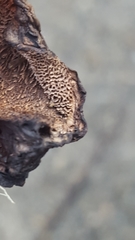 Boletopsis nothofagi