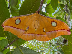 Antheraea paphia
