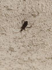 Leptoglossus occidentalis