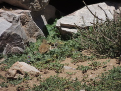 Upucerthia validirostris