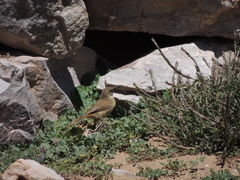 Upucerthia validirostris