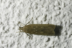 Helcystogramma triannulella