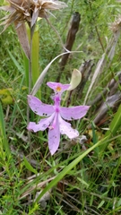 Calopogon tuberosus tuberosus