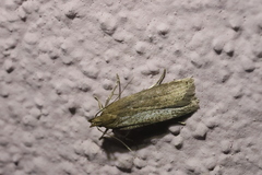 Helcystogramma triannulella