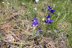 Delphinium bicolor