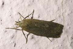 Helcystogramma triannulella