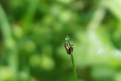Micropterix calthella