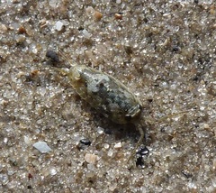 Ligia oceanica