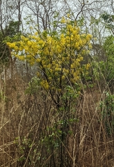 Cassia sieberiana