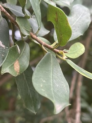 Ficus natalensis natalensis