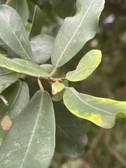 Ficus natalensis natalensis