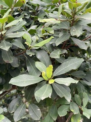 Ficus natalensis natalensis