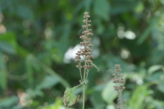 Craniotome furcata