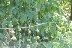 Craniotome furcata