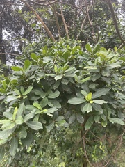 Ficus natalensis natalensis