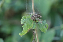 Craniotome furcata