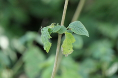 Craniotome furcata
