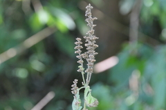 Craniotome furcata