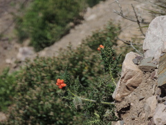 Caiophora chuquitensis