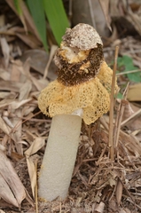 Phallus lutescens