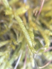 Brachythecium albicans