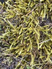Brachythecium albicans