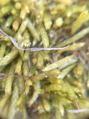 Brachythecium albicans