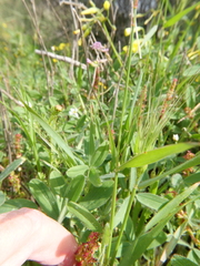 Aegilops biuncialis
