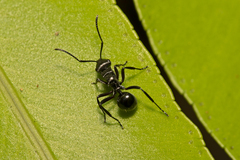 Polyrhachis clio