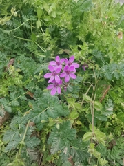 Erodium cicutarium